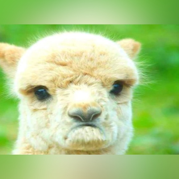 @POUTYPANTS will be live Wednesday, 11/5, and TBD! Also with gypsycwgrl 10/31!! - Picture 5 of 13